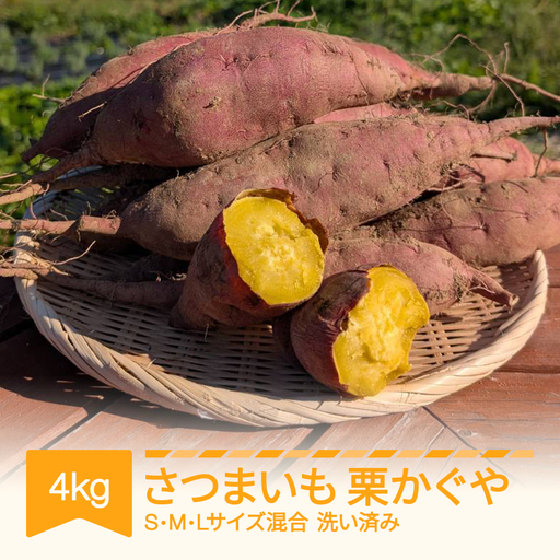 さつまいも 栗かぐや 洗い済み 約4kg 村山市産 2025年産 令和7年 山形県産  no-spkka4 ※沖縄・離島への配送不可