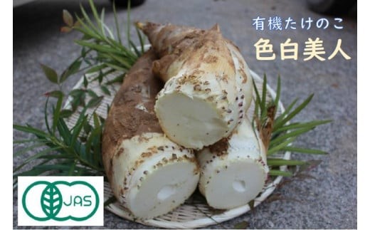 【筍 今春先行予約】有機JAS認証  白子たけのこ 3.5kg 「色白美人」白子筍 いきいきたけのこ東山