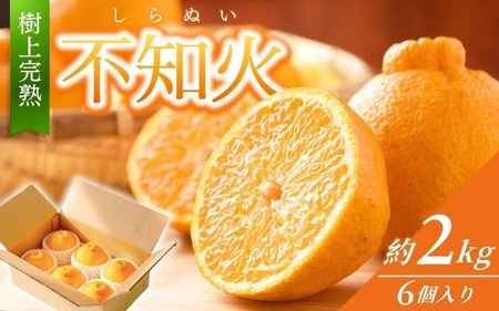 不知火 秀品大玉 約2kg(6個) 樹上完熟不知火【kiy001】