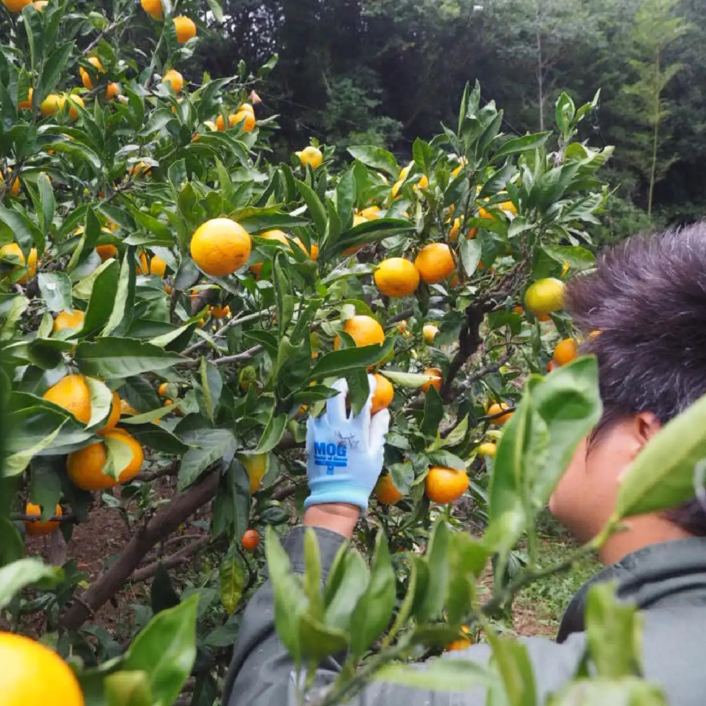 【訳あり】有田みかん 約10kg 家庭用