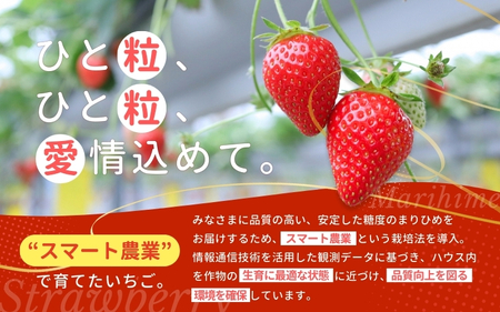 【化粧箱付き】まりひめ いちご 3L～4Lサイズ 約500g（12粒） 12月頃から順次発送 / 和歌山 果物 フルーツ 野菜 苺 冷蔵 冬 ギフト 贈答 12月 1月 2月 【tcs002】