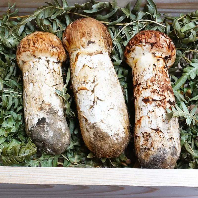【先行予約】松茸 三陸山田産 120g 天然 松茸［期間限定］
