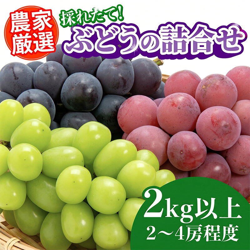 【ふるさと納税】【先行予約】【9月以降順次発送】農家厳選！採れたてぶどうの詰合せ（品種おまかせ）2kg以上（2～4房程度）［B-13802］/ ぶどう 葡萄 くだもの 種なし シャインマスカット フルーツ 詰合せ 農家 果物 福井県鯖江市