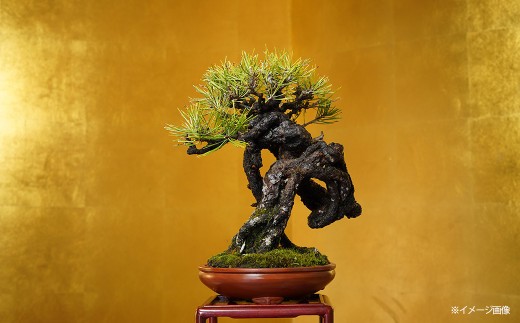 赤松盆栽（中型サイズ）　【11100-0074】