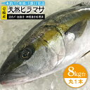 【ふるさと納税】壱岐島産天然ヒラマサ（8キロ台・丸もの） 《壱岐市》【壱岐島　玄海屋】[JBS073] ヒラマサ 魚 刺身 煮物 カルパッチョ お寿司 111000 111000円 11万円 のし プレゼント ギフト 冷蔵配送