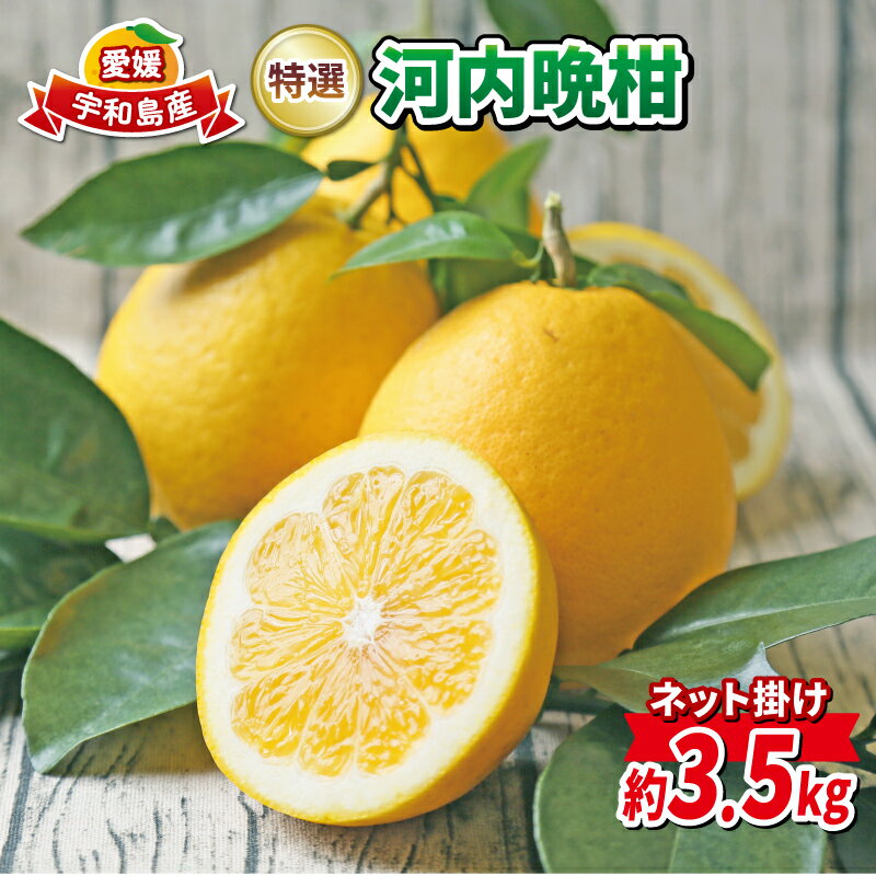 【ふるさと納税】 河内晩柑 3.5kg 特選 贈答用 ネット掛け フレッシュつちやま 先行予約 晩柑 和製 グレープフルーツ 贈答品 ギフト プレゼント 高級 果物 くだもの フルーツ 美味しい ジューシー 柑橘 愛媛みかん みかん mikan 蜜柑 産地直送 国産 愛媛 宇和島 B010-096002