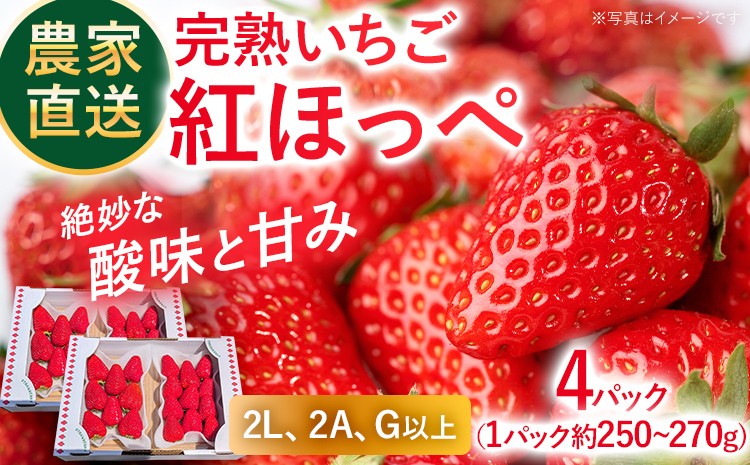 
                  農家直送完熟いちご 紅ほっぺ 期間限定 いちご 苺 4パック 福岡県 完熟 フルーツ 果物 予約 農家直送 産地直送 ギフト 贈り物 プレゼント お取り寄せ 旬 2L 2A G【2027年2月上旬～4月末頃に順次発送】
                