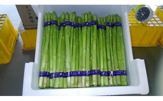 
佐賀県産アスパラガス（秀品）５０束
