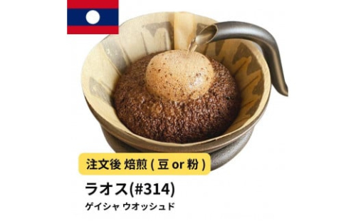 コーヒー #314 ラオス ゲイシャ100% ウオッシュド 310g 当日焙煎 大山珈琲 （豆または中挽きから選択）