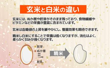 令和7年産 新潟県産『コシヒカリ 玄米』5kg（精米不可）プロも太鼓判！熟練農家のうまい米 2025年産 農家直送 吉農園【新潟県 糸魚川市 米 お米 こめ コメ ご飯 ライス ふるさと納税米 ブラン