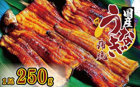 国産うなぎ 炭火焼 250g 1尾 タレ付 鰻 鰻 鰻 鰻 鰻 鰻