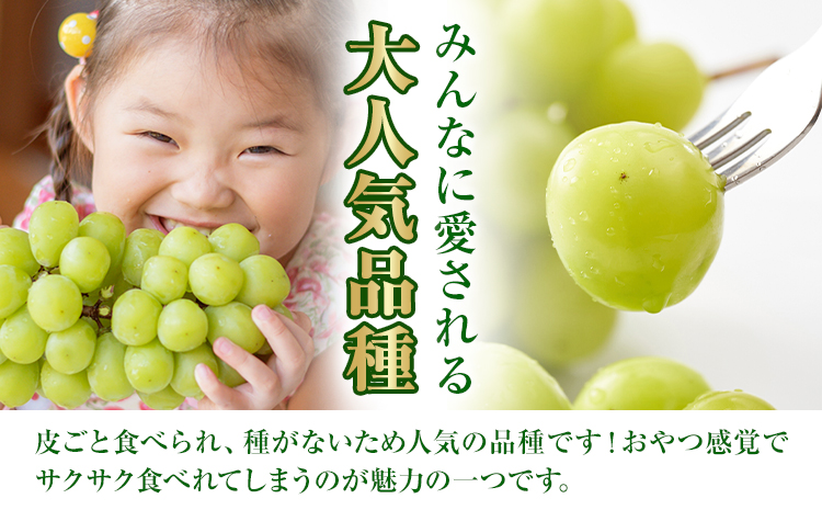 【先行予約】岡山県産 シャインマスカット 約500g ( 1房 )  クール便 晴れの国 おかやま館(フルーツランド岡山) 《8月下旬-9月下旬頃出荷》岡山県 浅口市【配送不可地域あり】（離島）---