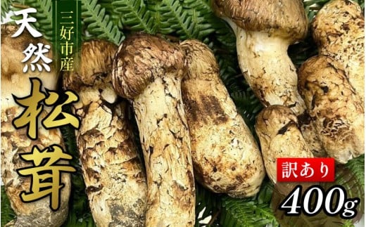 訳あり 松茸 400g 4～10本 天然 希少 まつたけ マツタケ 国産 きのこ キノコ 産地直送 数量限定 秋 旬 高級 焼肉 焼き肉 野菜 きのこ ご飯 土瓶蒸し 人気 オススメ お取り寄せ グルメ 目利き 特選 三好市産 秘境 みよし 三好市 徳島県 林青果