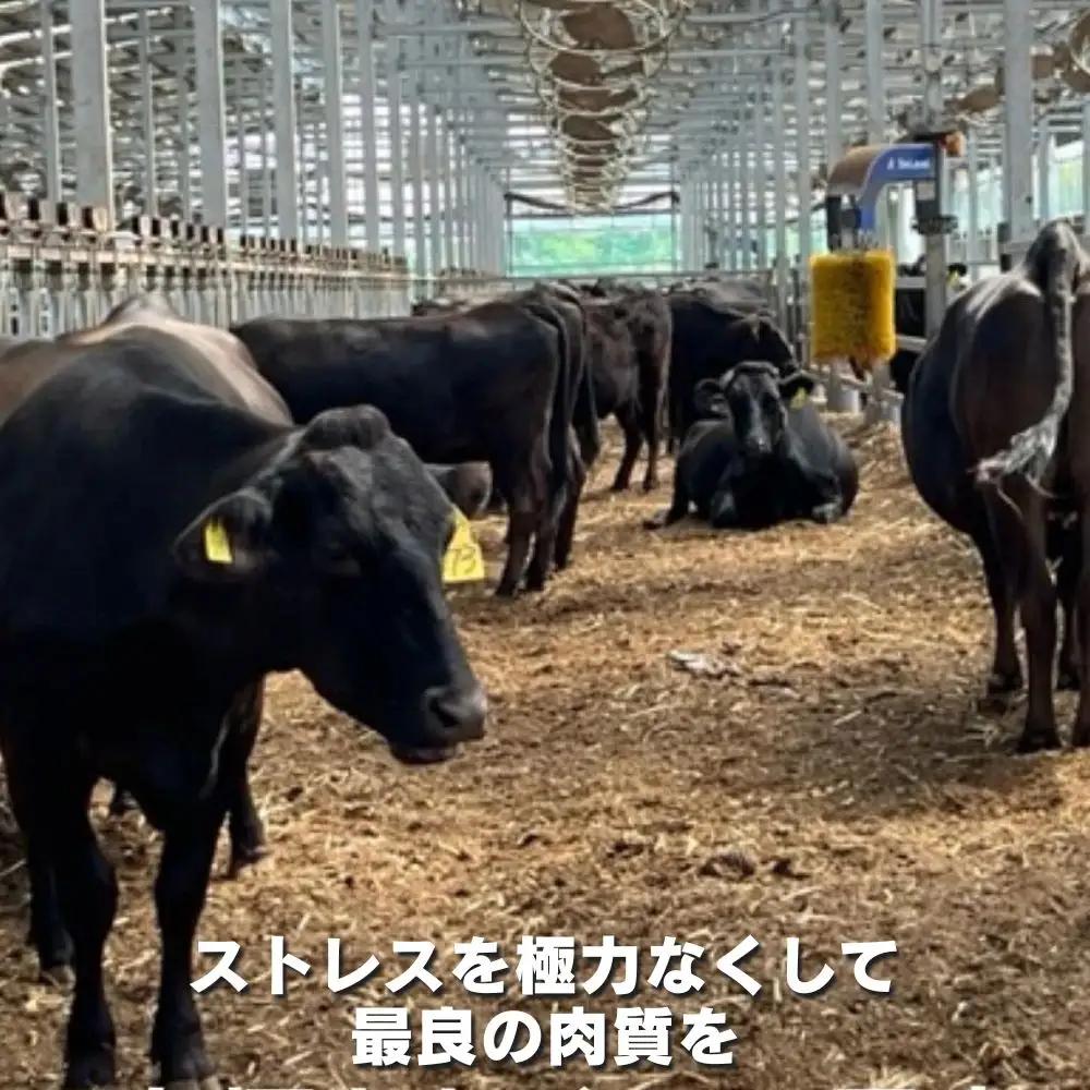＜定期便＞松阪牛の品評会で最優秀賞受賞歴のある 加藤牧場の黒毛和牛 ロース・肩ロース 1kg　【３回発送】/ 牛肉　国産牛　黒毛和牛　ロース　肩ロース　肉　上質　人気　おすすめ　三重県