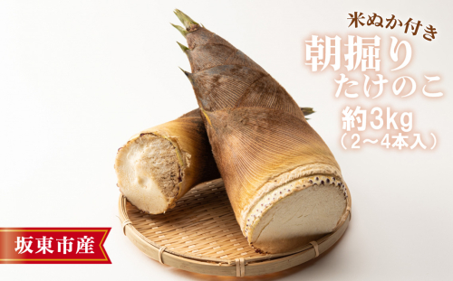 No.709 茨城県坂東市産 朝掘りたけのこ 約3kg（2～4本入）・米ぬか付き ／ タケノコ 筍 新鮮 茨城県