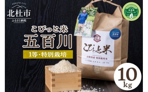 【令和7年度新米】【令和7年度米】こぴっと米【五百川】10kg　1等特別栽培米100％　米 精米 早生品種 新米 北杜市産 お米