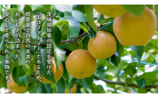 新高 約5kg（茨城県共通返礼品：かすみがうら市） 【2026年9月中旬発送開始】 梨 数量限定 なし ナシ フルーツ 果物 旬 産地直送 [FF005sa]