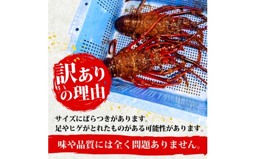 伊勢海老 500g以上 イセエビ 伊勢エビ 海老 エビ ギフト 贈答 贈り物 天然 魚介 海の幸 鮮魚 刺身 刺し身 お造り 姿造り 焼き物 汁物 味噌汁 鍋 冷蔵 高級 高知県 須崎市 GK015 