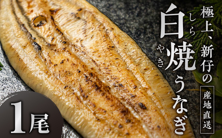 １尾 希少 豊橋うなぎ 山義養魚 白焼 希少 厳選 国産 新仔うなぎ 若うなぎ 鰻 簡易包装 ウナギ うなぎ 鰻 ギフト 土用丑の日 うなぎの日 ギフト 冷凍 お取り寄せ 送料無料 日本酒と わさび 山椒 塩 大人 贅沢