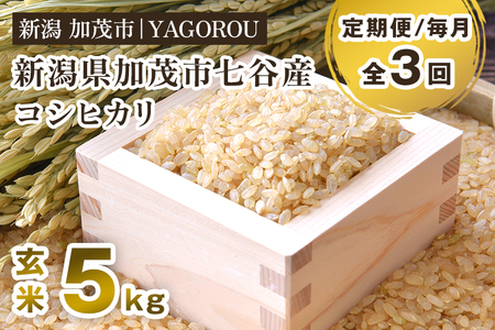 【令和7年産新米先行予約】【定期便3ヶ月毎月お届け】新潟県加茂市 七谷産コシヒカリ 玄米5kg 《10月中旬～順次発送》 新潟産コシヒカリ 豊かな山水で育った天水米 加茂市 YAGOROU ヤゴロウ