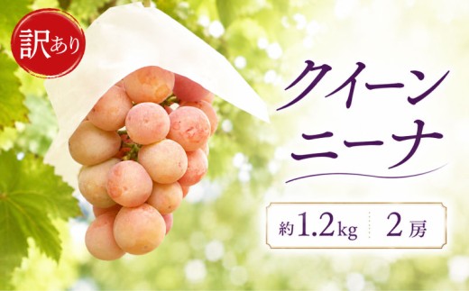 訳あり ぶどう 大粒 クイーンニーナ 2房 約1.2kg 種なし 葡萄 数量限定 フルーツ ご家庭用 果物 スイーツ デザート 訳ありフルーツ 種なし budou りんくファーム 茨城県 鹿嶋市
