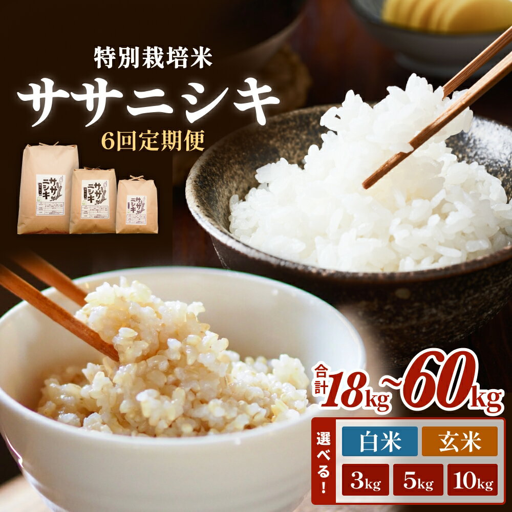 【ふるさと納税】 令和7年産 定期便 全6回 ササニシキ 特別栽培米 合計18kg〜60kg 小分け 3kg 5kg 10kg 選べる 白米 玄米 お米 精米 ささにしき 家庭用 栽培期間中 農薬不使用 化学肥料不使用 宮城 石巻 宮城県 石巻市