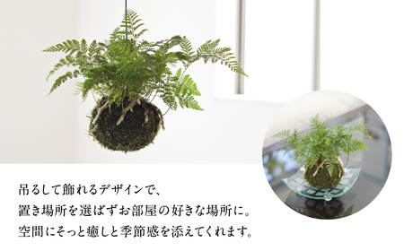 苔玉 吊りシノブ 土植え トキワシノブ 観葉植物 ハンギング