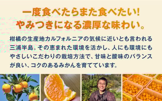 【選べる容量！】温州みかん Lサイズ 津久井浜みかん 蜜柑 ミカン 果物 柑橘 フルーツ 横須賀【志村農園】 [AKGH003]