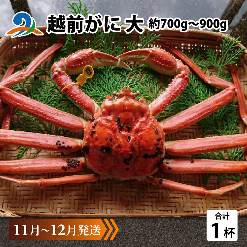 【ふるさと納税】越前がに 大 (約700g～900g)×1杯 【順次発送中】/ 雄 ズワイガニ ずわいがに ズワイ蟹 越前ガニ ボイル 冷蔵 ご自宅用 カニ しゃぶしゃぶ 海鮮 カニすき カニ鍋 カニしゃぶ かに 国産 南越前町 送料無料