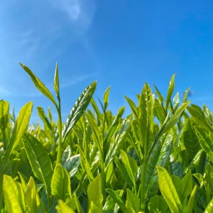 【価格改定予定】和紅茶 茶葉 100g 2袋 合計200g 農家直送 お試し お茶 茶葉 静岡