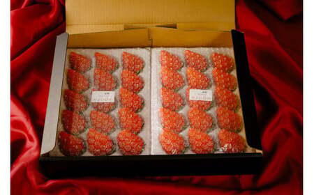 【先行予約】いちご やよいひめ400g×2 3箱 計2,400g｜いちご 群馬県 前橋市