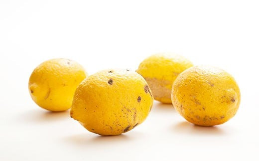 環境マイスターのレモン 訳あり3kg （栽培期間中は無肥料・農薬不使用） 【2025年12月上旬〜2026年4月下旬迄順次発送予定】