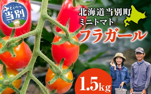 北海道当別町産化学農薬不使用ミニトマト フラガール1.5kg | トマト VEGGIEHILLS 野菜 無農薬 北海道 当別町