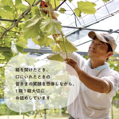 【発送月固定定期便】【きよとうファーム】藤稔とシャインマスカット各2kg入の定期便(岡山県産)全2回【配送不可地域：離島】