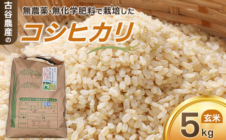 【令和7年産米 数量限定】古谷農産の無農薬・無化学肥料で栽培したコシヒカリ（玄米5キロ） ｜米 コメ  5kgコシヒカリ こしひかり 農家直送 産地直送 産直