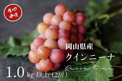 
            【2025年先行予約】 厳選ぶどう 岡山県産 クイーンニーナ 1.0kg以上（2房） 産地直送 朝採れ新鮮！ / ぶどう ブドウ 葡萄 クイーンニーナ 先行予約 フルーツ 果物 岡山 真庭市 甘い 希少 珍しい 新鮮 樹上完熟 【kgftmt005】KGF-5
          