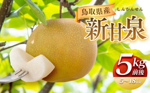【先行予約】新甘泉 5kg前後（5～18玉前後）※8月中旬～9月中旬頃に順次発送予定【先行予約 梨 なし 果物 フルーツ くだもの 鳥取県 北栄町 おすすめ 人気 送料無料】