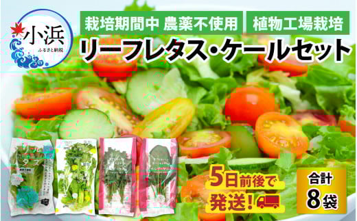 植物工場栽培　リーフレタス・ケールセット【栽培期間中農薬不使用】 ｜ 野菜 セット 詰合せ 地産地消 野菜セット 新鮮 旬の野菜 冷蔵 送料無料 [BFCZ001]