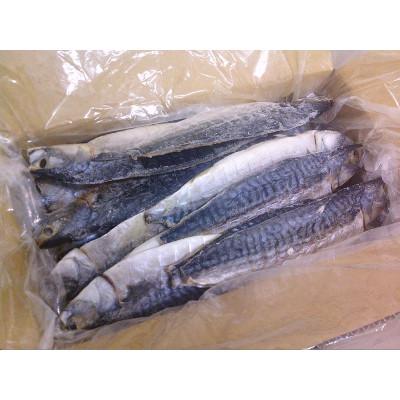 ふるさと納税 神栖市 【訳あり】さば文化干し　どーんと! 4.8kg |  | 02