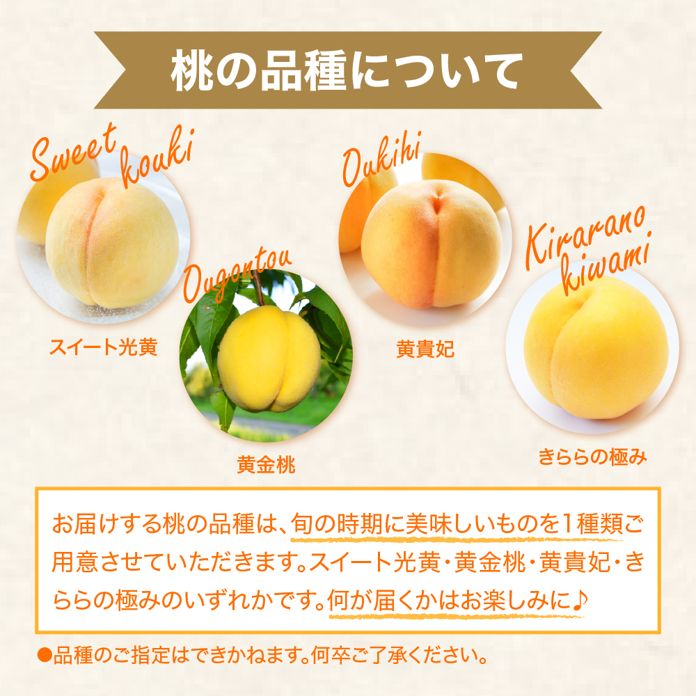 【2026年産 先行予約】 黄桃 (品種おまかせ) 3kg 秀品 化粧箱入り 東根農産センター提供 山形県 東根市 hi027-261