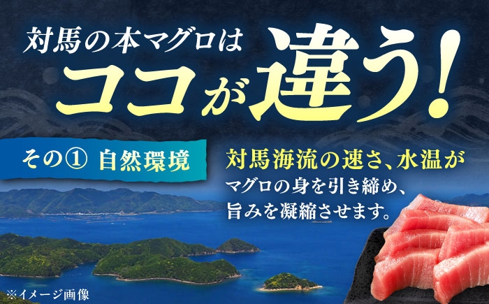 冷凍 マグロ まぐろ 中トロ 中とろ 鮪 本マグロ 赤身 ねぎとろ ネギトロ たたき トロ 刺身 海鮮 海産物 魚 柵 