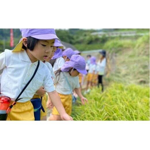 有田町の子どもたちが作ったお米で地域を活性化したい！キッズスタートアップ 有田の棚田米 おいしい新米【大吉村】有田町 米 おいしい 棚田 地域 活性化 地域おこし 保育園 保育園児 K20-6_イメー