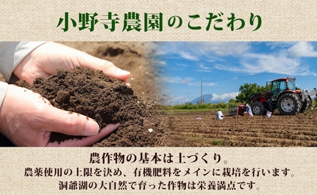 R8年産 先行受付 じゃがいも きたあかり 10kg 2026年9月下旬より順次出荷 栗じゃがいも ホクホク 甘い ポテトサラダ コロッケ 産地直送 お取り寄せ 国産 小野寺農園 北海道 洞爺湖町 