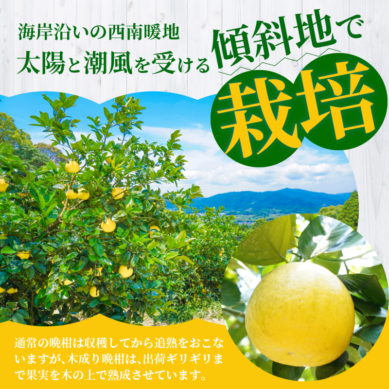 S040-023_【2026.3月発送】農家の手摘みあまくさ木成り晩柑 　約7.5kg 2026.3月発送