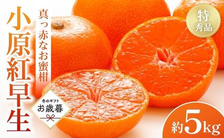 【お歳暮ギフト】特秀品！真っ赤なお蜜柑「小原紅早生」約5kg【12月1日～12月31日の間順次発送】 |みかん フルーツ 旬 小原紅早生 美味しい みかん 新鮮 小原紅早生 小豆島町 フルーツ みかん 小原紅早生 セット 小豆島町 フルーツ 小原紅早生 人気 フルーツ 厳選 小原紅早生 小豆島町 おすすめ フルーツ