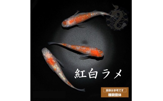 
                  メダカ「紅白ラメ（Aクラス）」1～3ペア
                