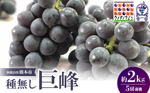 【2026年夏発送】種無し巨峰　約2kg(5房前後)　来季分先行受付【配送不可地域：離島】