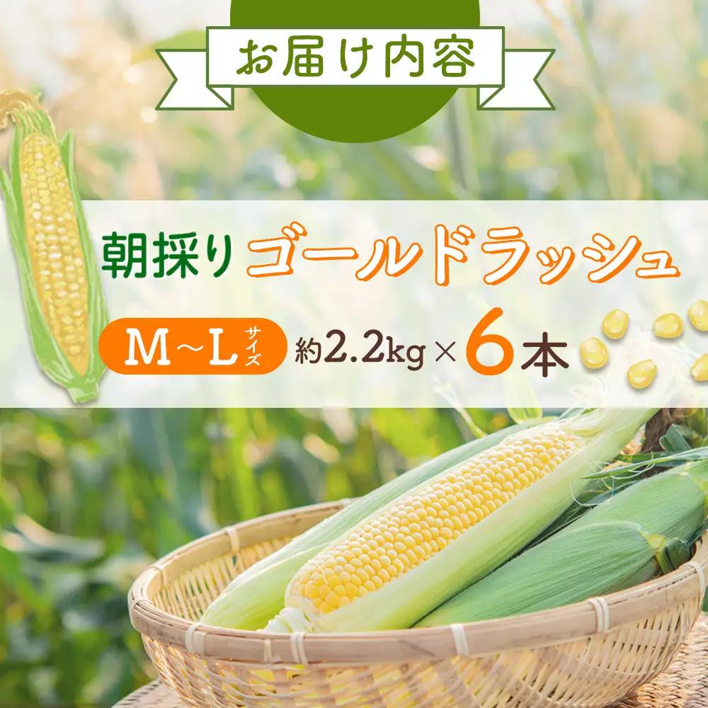 【先行予約】朝採り　とうもろこし　ゴールドラッシュ　2.2kg（M～Lサイズ× 6本）（2026年8月中旬から順次発送）| とうもろこし 北海道産 _05229