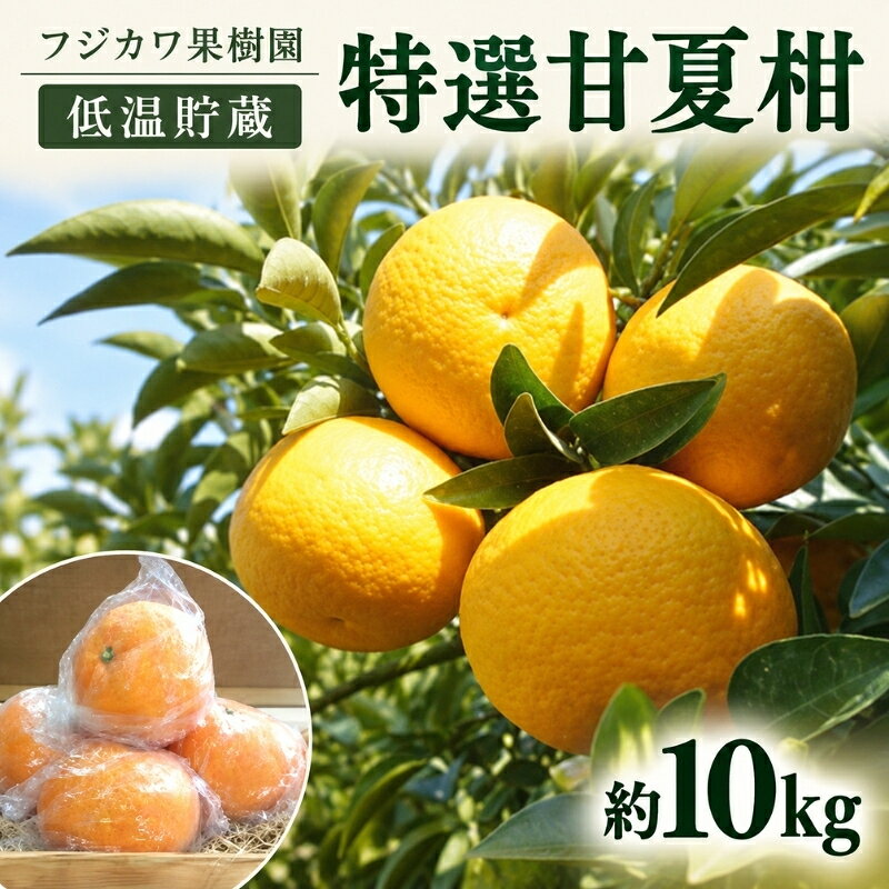 【ふるさと納税】甘夏柑 低温貯蔵 約10kg みかん 香川県産 国産 柑橘 フリーサイズ M～L フジカワ果樹園 藤川果樹園 果実 中晩柑 柑橘類 フルーツ 果物 くだもの 蜜柑 ミカン マーマレード 贈答用 手土産 お取り寄せ 香川県 観音寺市　お届け：2027年5月下旬～6月上旬
