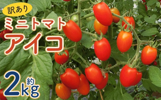 【訳あり】ミニトマト『アイコ』約2kg【2026年7月下旬～8月下旬発送予定】／ミニトマト トマト フルーツトマト 野菜  直送 岩手県 二戸市